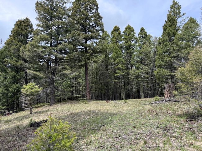 653 Canyon Hollow Lane, Home with 0 bedrooms, 0 bathrooms and null parking in Helmville MT | Image 8