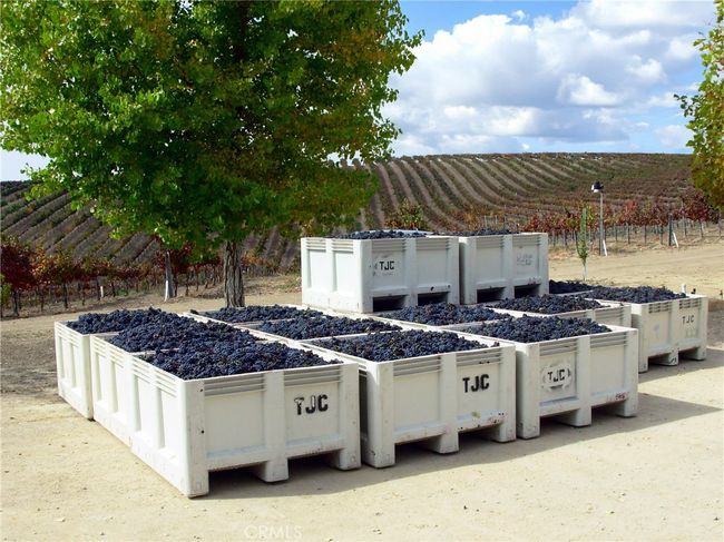 Grape Harvest | Image 32