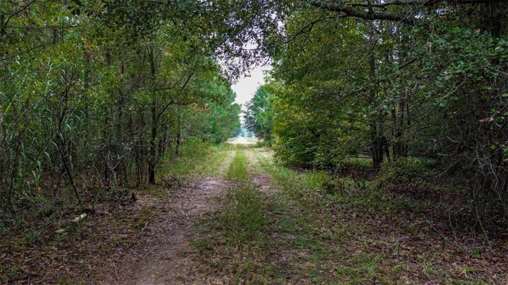 Land in Oglethorpe 4