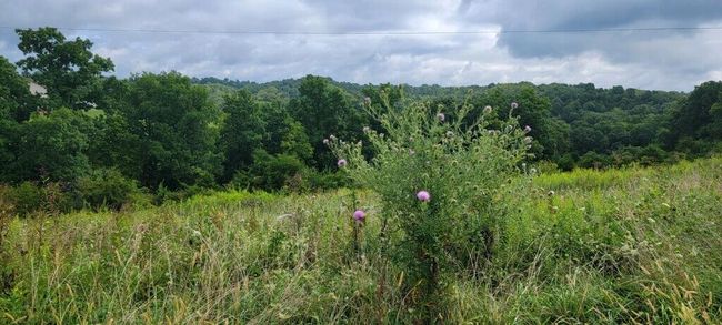 15711 Pfanstiel Rd, Home with 0 bedrooms, 0 bathrooms and null parking in Demossville KY | Image 5