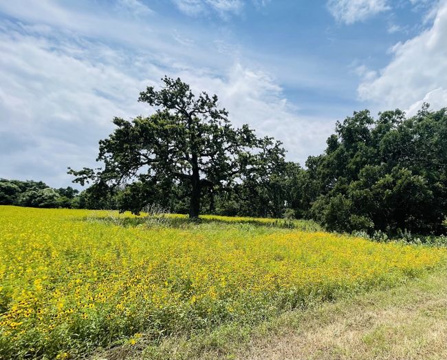 1037 Gonzollas Rd, Home with 0 bedrooms, 0 bathrooms and null parking in Springtown TX | Image 11