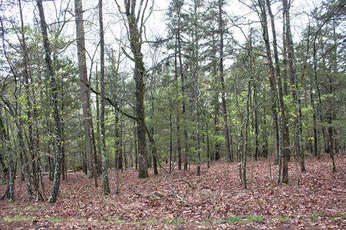 000 Genie Ln, Edgemont, AR, 72044 | Card Image