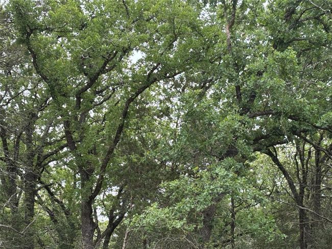 tree canopyt | Image 17