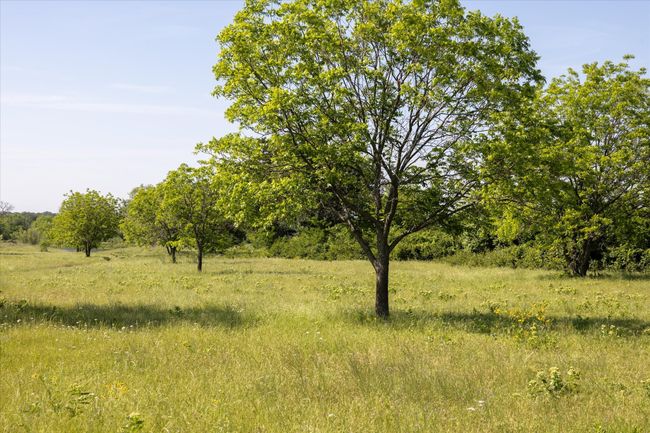 Pecan trees | Image 5