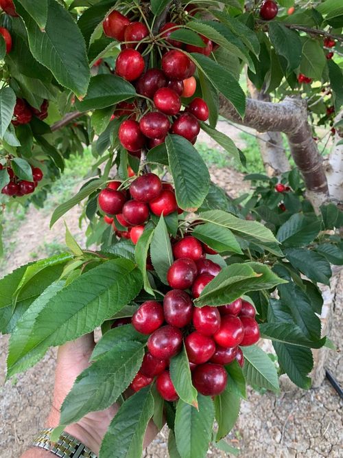 1099 Lemon Ave, Patterson, CA, 95363-9628 | Card Image