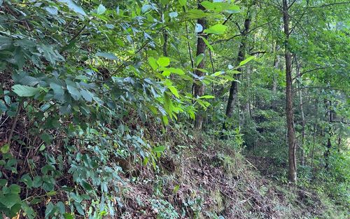 Lot 77 Fires Creek Rd, Hayesville, NC, 28904-7526 | Card Image