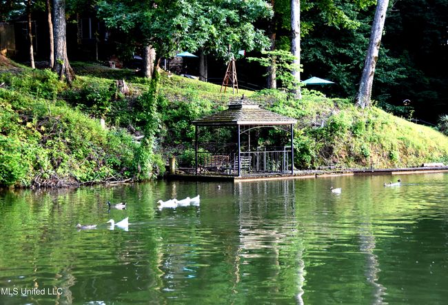 Glen artney lake ducks | Image 54