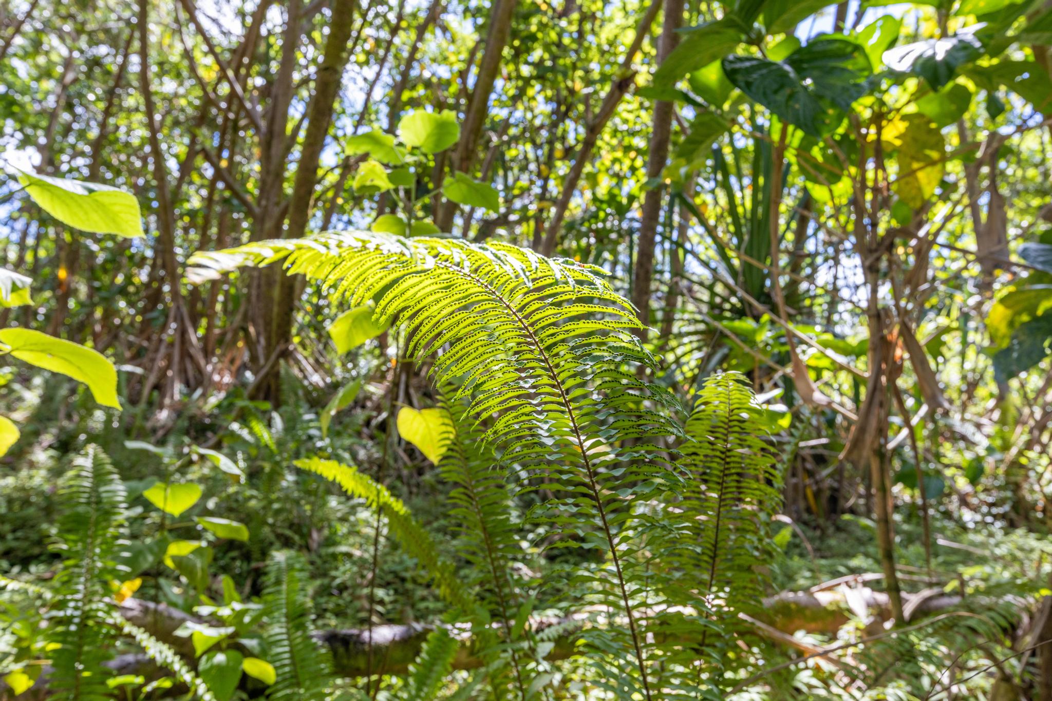 Land in Pahoa 2