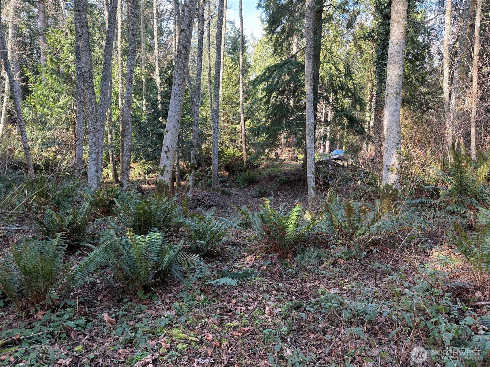 Land in Hansville 4