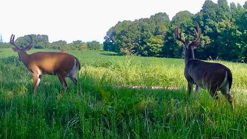 0 Burnette Rd, Williston, TN, 38076 | Card Image