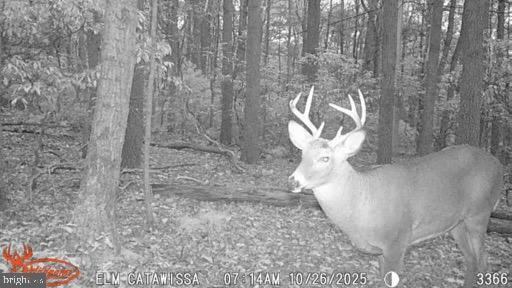Land in CATAWISSA