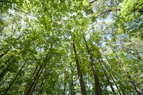 131 Stone Lake Dr, Madison, MS, 39110-6080 | Card Image