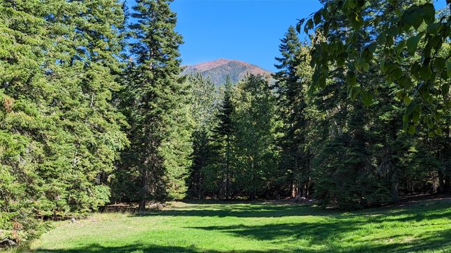 Tree Thinning For Massive Swan Mountain Views | Image 9