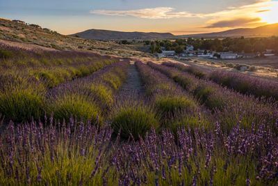 25-ACRES-LAVENDER-FARM - 5880 S 58th Ave, Home with 4 bedrooms, 3 bathrooms and null parking in West Richland WA | Image 2