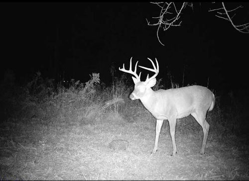 1407 Denton Phelps Rd, Somerset, KY, 42501-4482 | Card Image