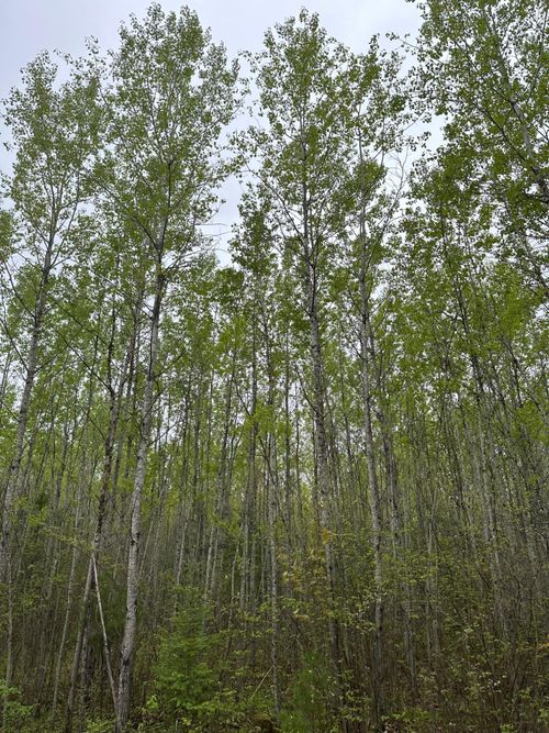 lot-3-ON Burrows Lake Rd, Tomahawk, WI, 54887 | Card Image