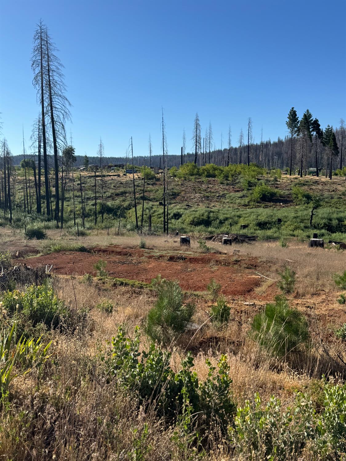 Land in Grizzly Flats