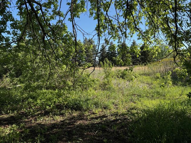 Back half of lot professionally planted with Prairie Grass that could be restored or ability to be cleared out and build an additional outbuilding! | Image 27