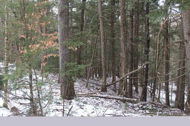 LOT-17 - 000 Wetherbee Farm Rd, Home with 0 bedrooms, 0 bathrooms and null parking in Lisbon NH | Image 4