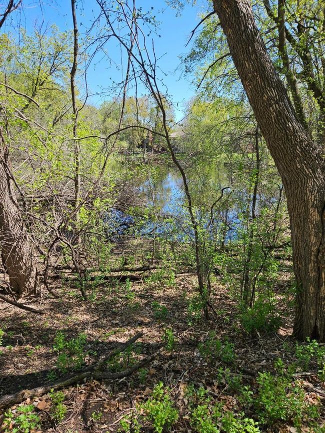 Pond | Image 27