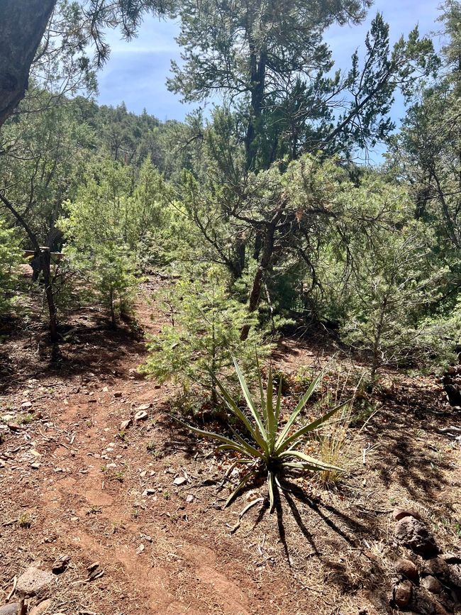 994 San Diego Loop, House other with 1 bedrooms, 0 bathrooms and null parking in Jemez Springs NM | Image 25