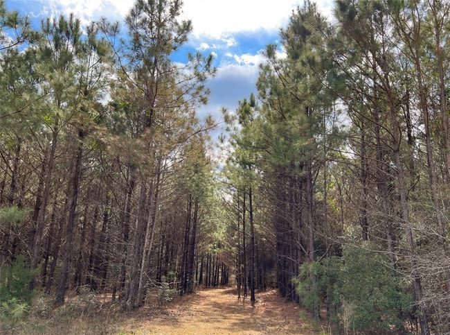 7 Fm 1746, Home with 0 bedrooms, 0 bathrooms and null parking in Spurger TX | Image 6