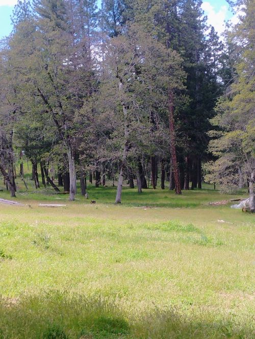 1411 Mcalexander Rd, Hayfork, CA, 96041-9032 | Card Image