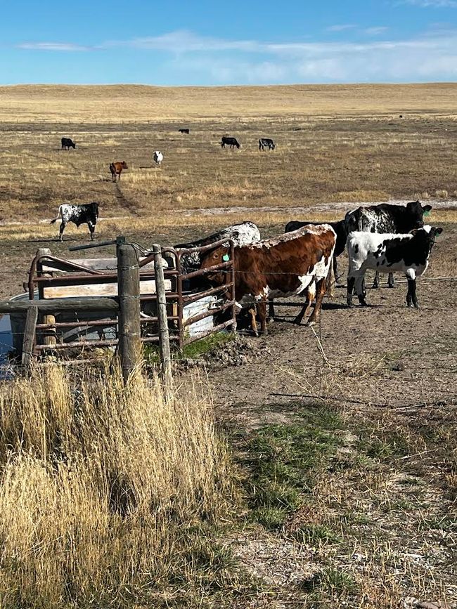 View of yard with a rural view | Image 76