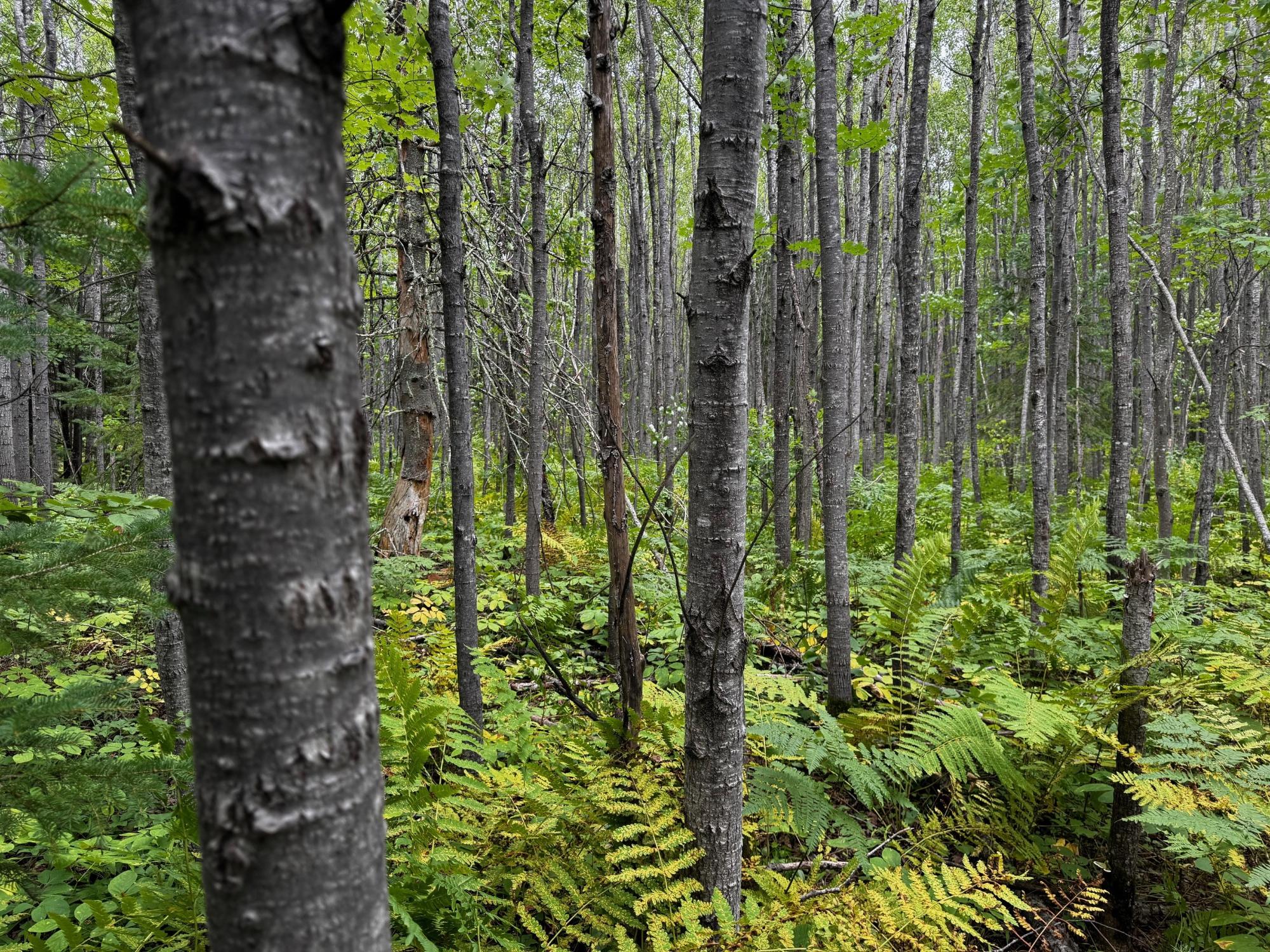 Land in Minocqua 5