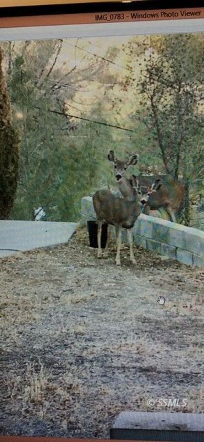 the wildlife | Image 27