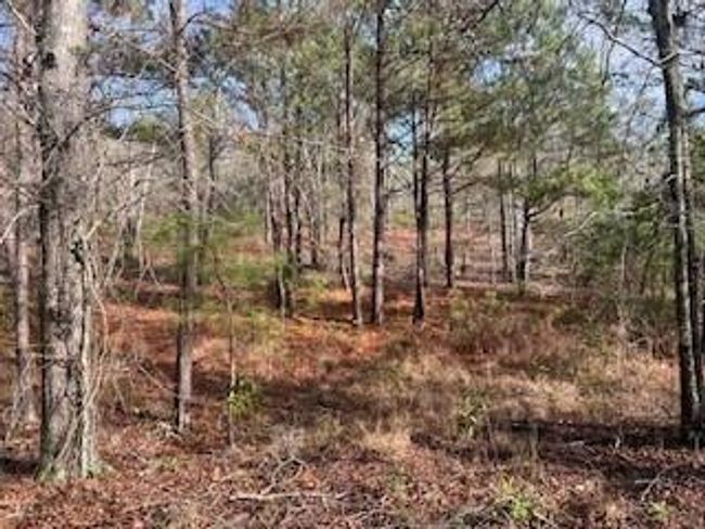 3365 Columbia Hwy N, Home with 0 bedrooms, 0 bathrooms and null parking in Ridge Spring SC | Image 6