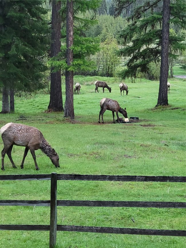 Elk in your yard!! | Image 71