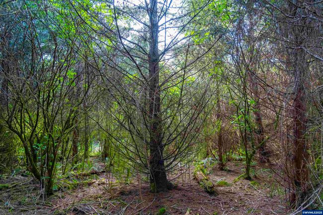 0 Elmer Miller Rd, Home with 0 bedrooms, 0 bathrooms and null parking in Siletz OR | Image 17