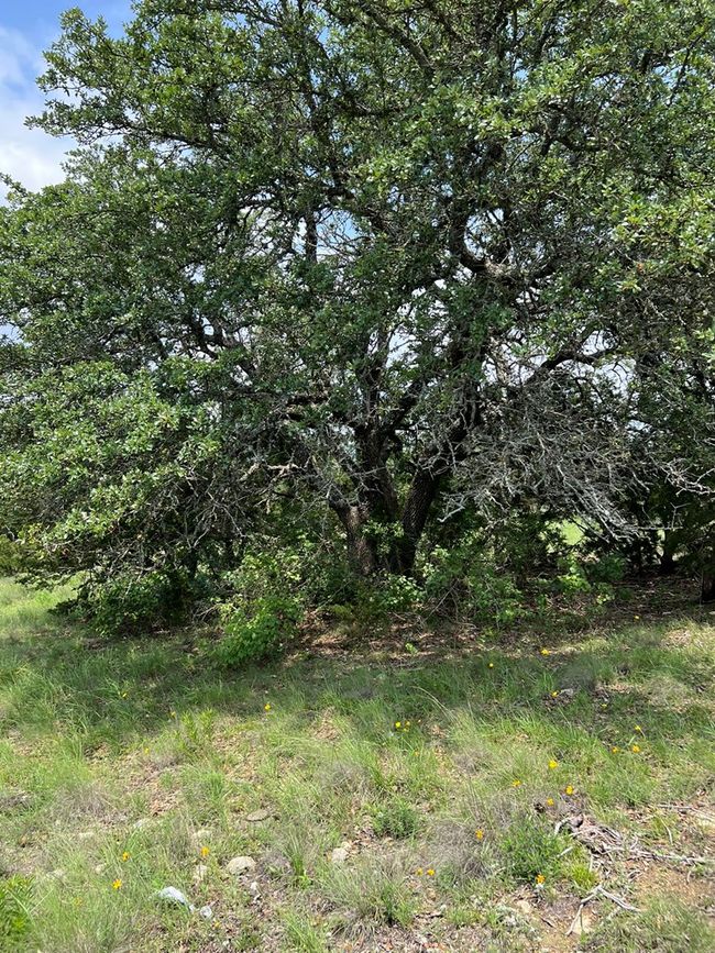 23 - 23 Lipan Apache Run, Home with 0 bedrooms, 0 bathrooms and null parking in Blanco TX | Image 7