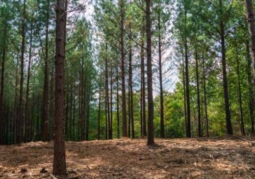 2533 Wedgewood Dr, Linden, TN, 37096 | Card Image