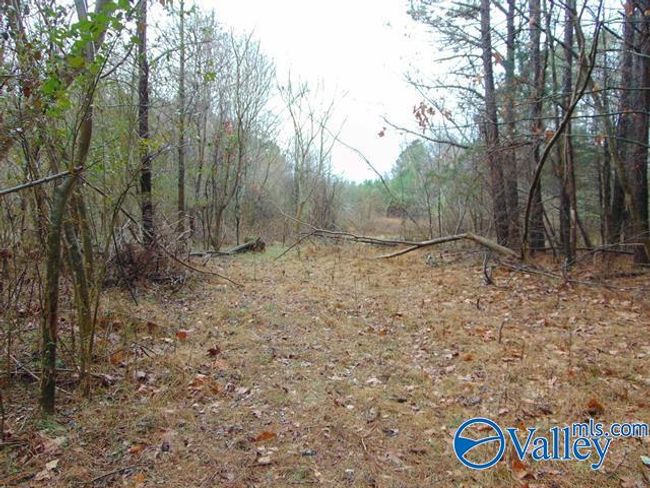 7 acres Carters Gin Rd, Home with 0 bedrooms, 0 bathrooms and null parking in Toney AL | Image 7