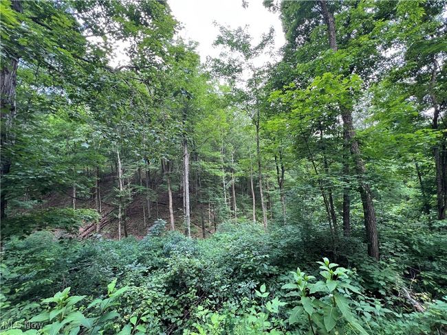 View of tree filled area | Image 7