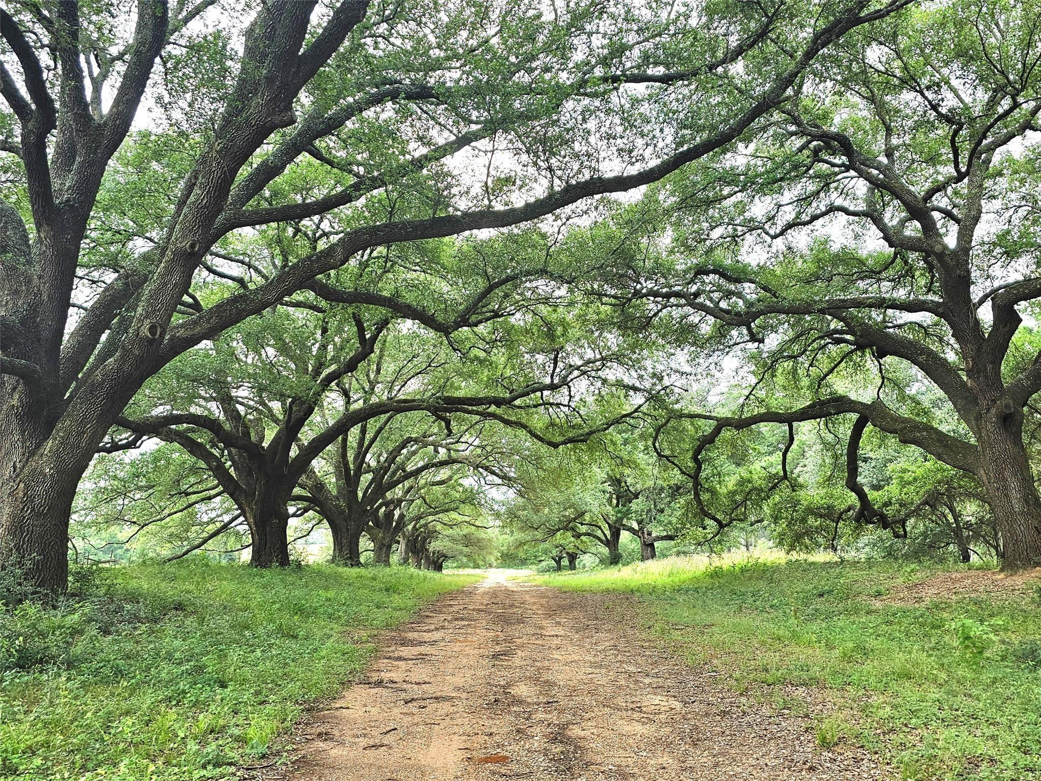 Land in Plantersville 4