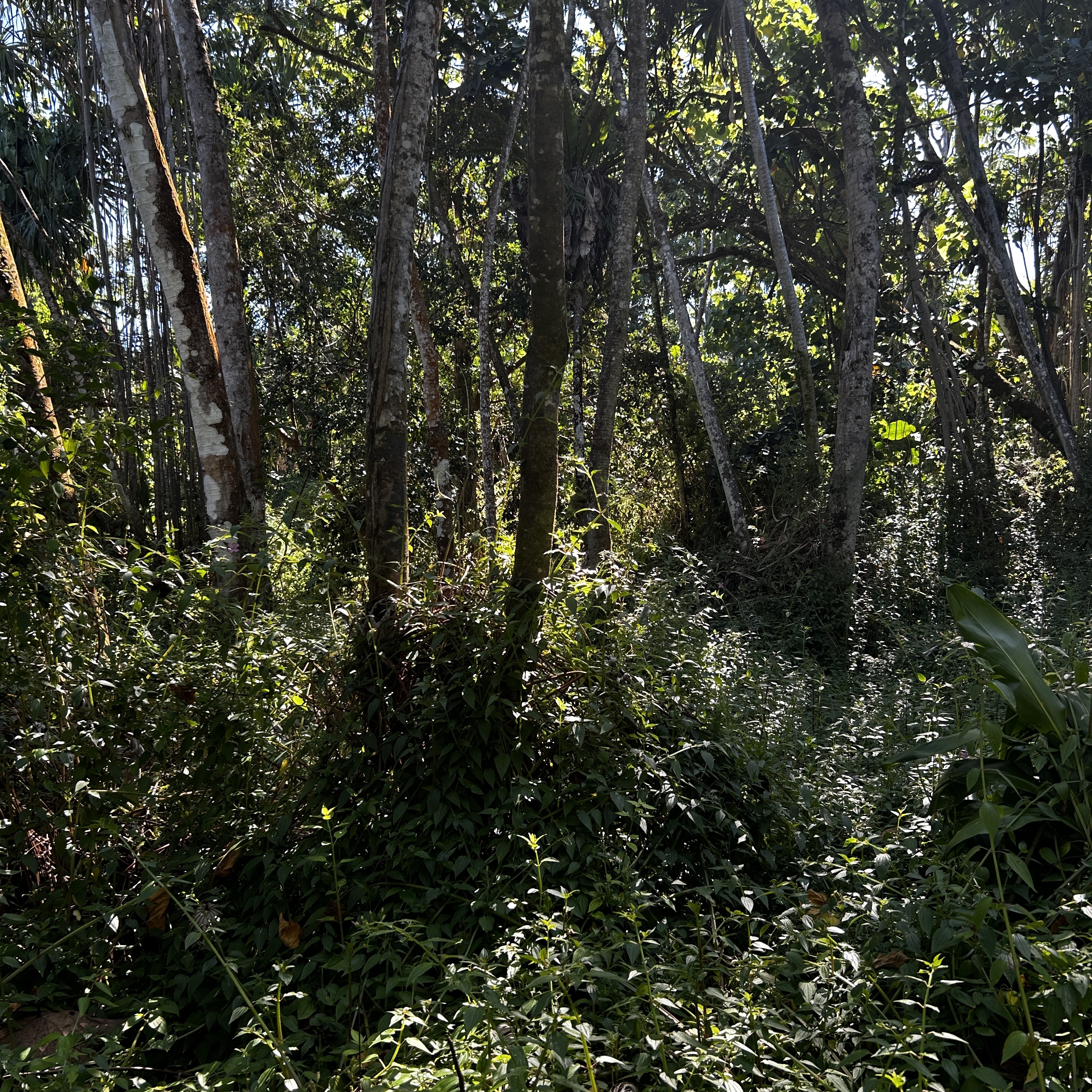Land in Pahoa 4