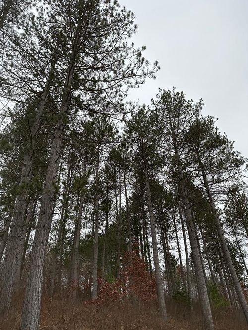 4069-21-ON Wood Rd, Tomahawk, WI, 54487 | Card Image