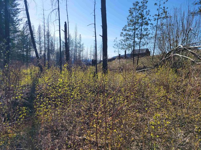 5069 J Rail Canyon Rd, Home with 0 bedrooms, 0 bathrooms and null parking in Springdale WA | Image 25