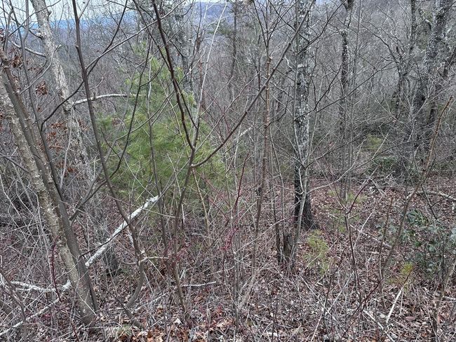235 Andes Rdg, Home with 0 bedrooms, 0 bathrooms and null parking in Ellijay GA | Image 16
