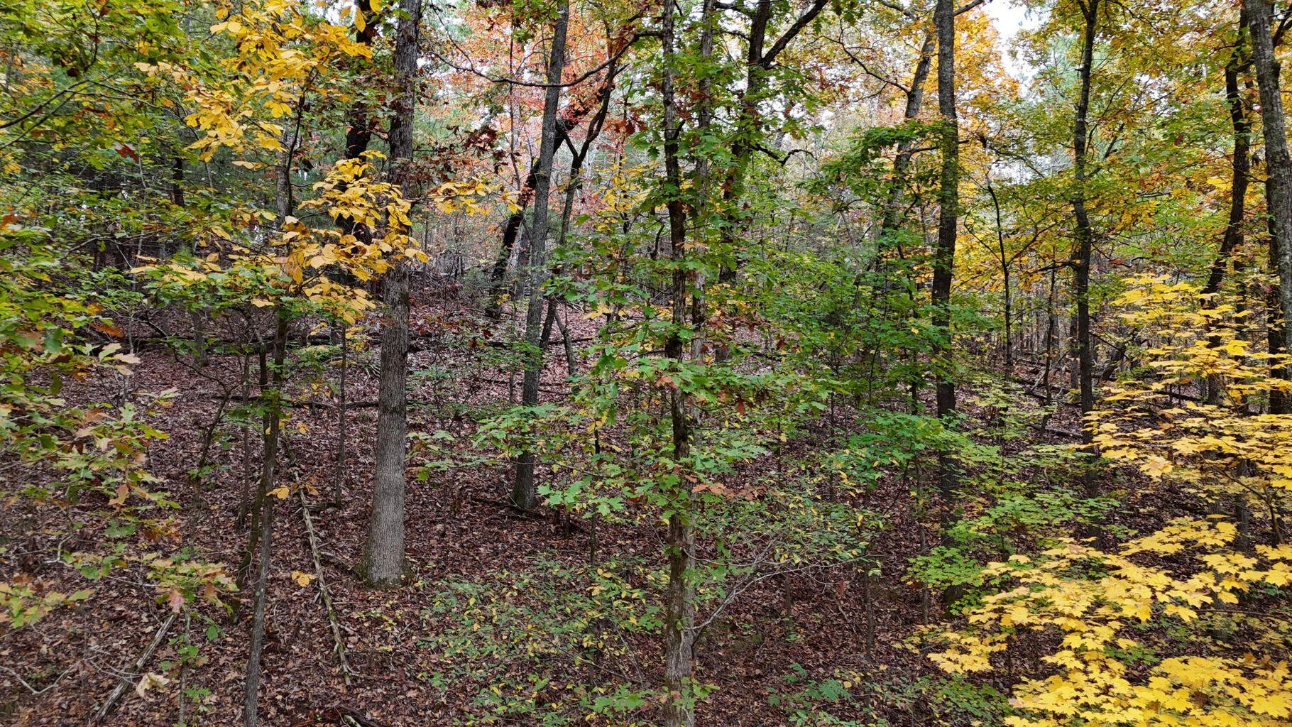 Land in Georgetown 2