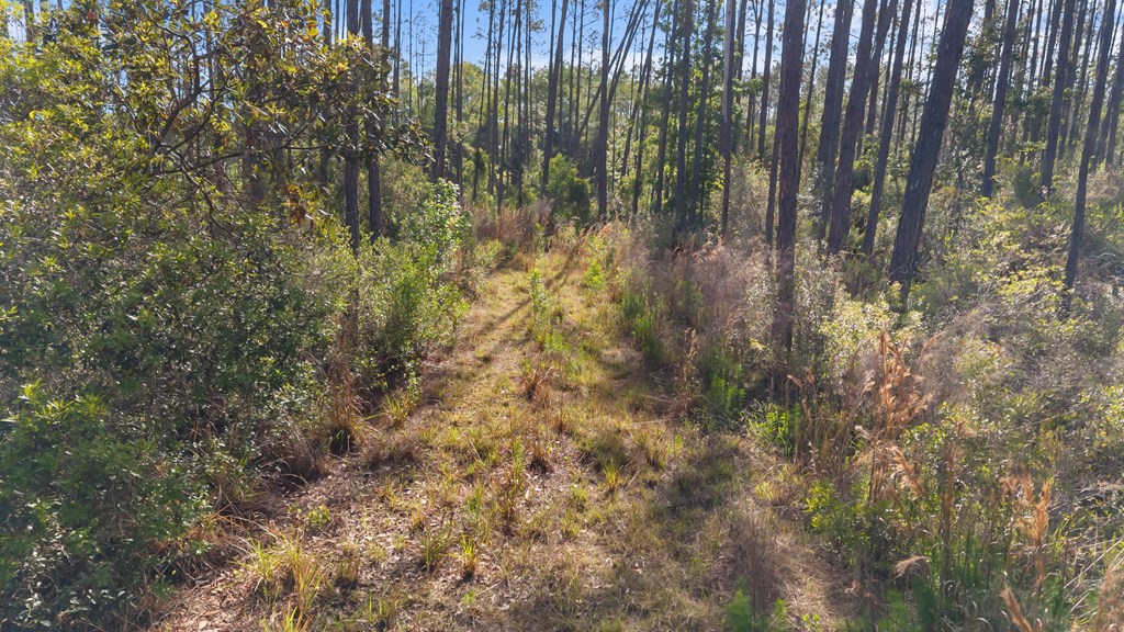 Land in Steinhatchee 4