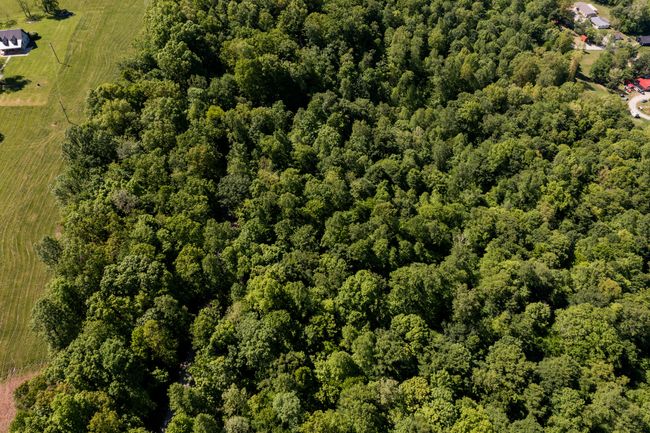 Wooded Area of Property | Image 39