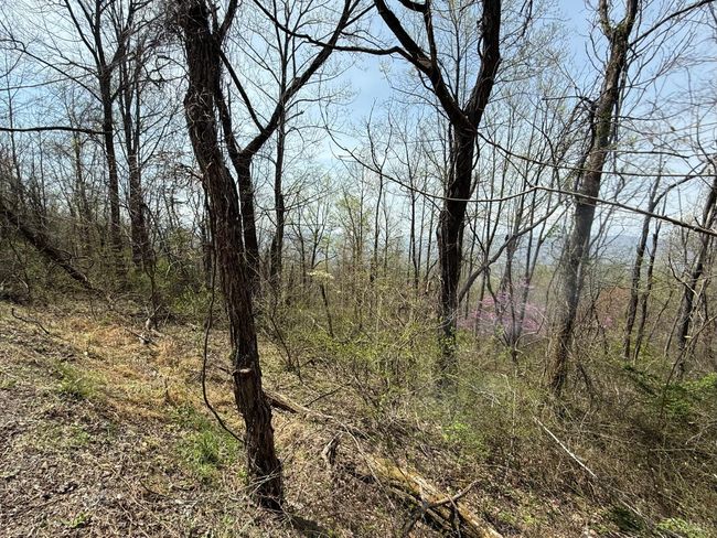 0 Murray Hollow Rd, Home with 0 bedrooms, 0 bathrooms and null parking in Thaxton VA | Image 11