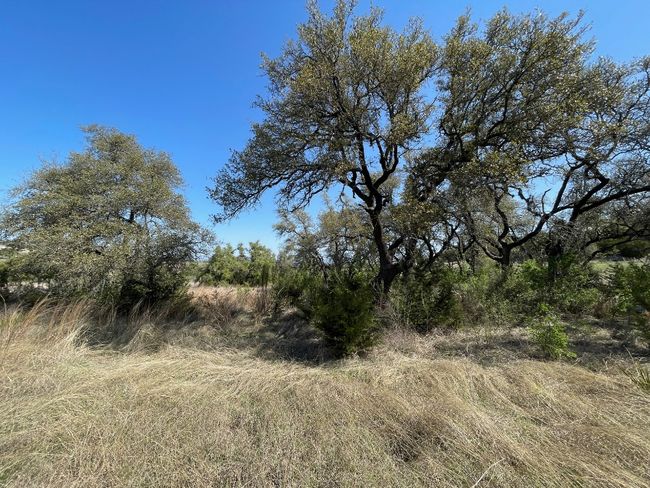 Oak trees | Image 6