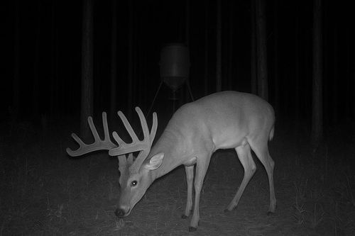 0 Pleasant Grove Church Rd, Albany, GA, 31705 | Card Image