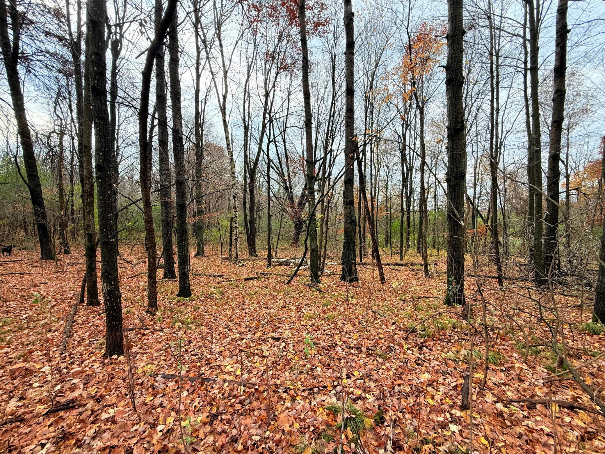 Land in Amery 4