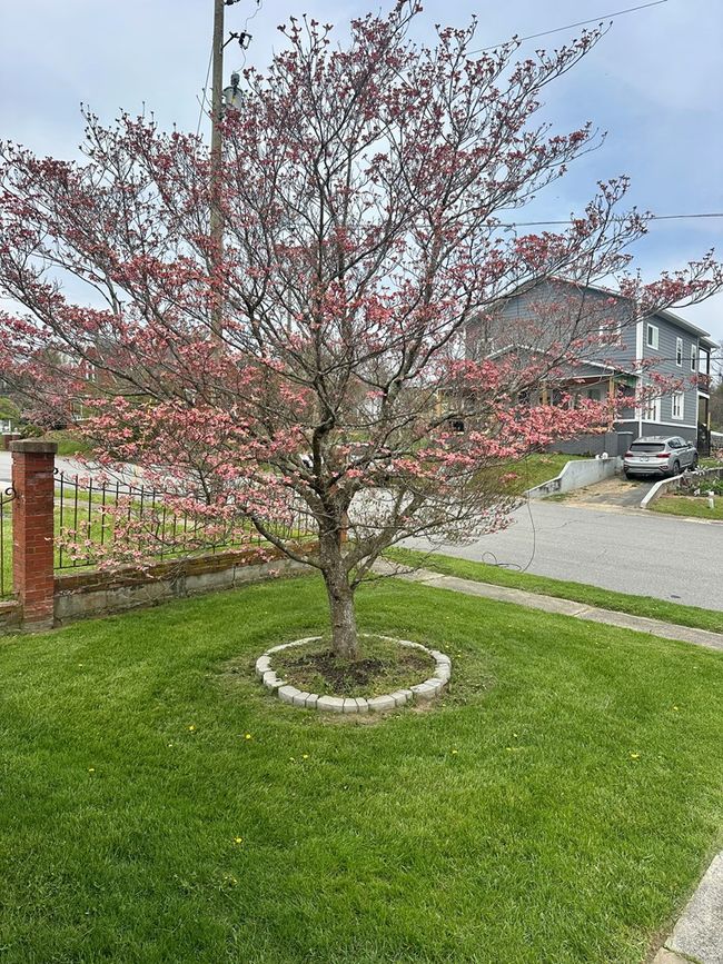 103 E Virginia St, House other with 4 bedrooms, 3 bathrooms and null parking in Galax VA | Image 54